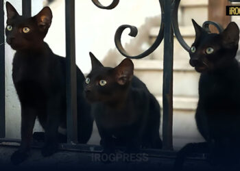 PADOVA, RIFUGIO PER GATTI IN CARCERE: UN PROGETTO UNICO TRA INCLUSIONE E TUTELA ANIMALE