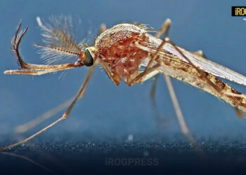 ARBOVIROSI: IN VENETO A VILLA BARTOLOMEA (VR) IL PRIMO CASO UMANO DI WEST NILE VIRUS