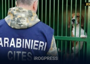 VERONA, INCHIESTA “BEAGLE NIGHTMARE”: 14 PERSONE DENUNCIATE E 17 CANI SALVATI
