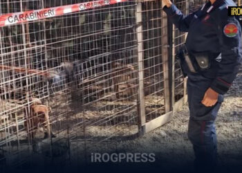 COMBATTIMENTI CLANDESTINI TRA CANI: 24 PITBULL SEQUESTRATI, INDAGINE SU UNA RETE ORGANIZZATA