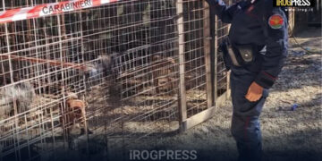 COMBATTIMENTI CLANDESTINI TRA CANI: 24 PITBULL SEQUESTRATI, INDAGINE SU UNA RETE ORGANIZZATA