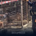 COMBATTIMENTI CLANDESTINI TRA CANI: 24 PITBULL SEQUESTRATI, INDAGINE SU UNA RETE ORGANIZZATA